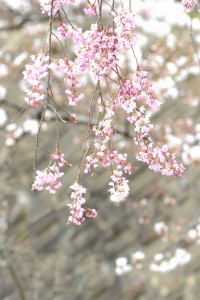 桜も種類によって微妙に色が違います